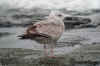 2cy argenteus in April, ringed in Belgium. (101497 bytes)