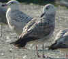 2cy argenteus in May, ringed in France. (63504 bytes)