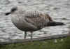 2cy argenteus in March, ringed in the Netherlands.  (62689 bytes)