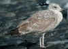 2cy argenteus in March, ringed in Belgium. (87128 bytes)