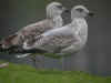 2cy argenteus in November, ringed in the Netherlands. (90079 bytes)