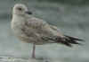 2cy argenteus in April, ringed in the Netherlands. (81141 bytes)
