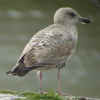 2cy argenteus in April, ringed in Belgium. (100067 bytes)