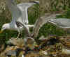 2cy argentatus in July. (80954 bytes)