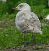 2cy argentatus in July. (78683 bytes)
