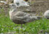 2cy argentatus in July. (78590 bytes)