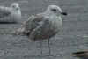 2cy argenteus in July, ringed in Belgium. (63612 bytes)
