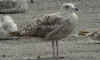 2cy argenteus in July, ringed in the Netherlands. (75352 bytes)