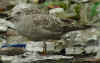 2cy argentatus in July, ringed in Finland. (77764 bytes)