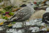 2cy argentatus in July, ringed in Finland. (78183 bytes)