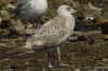 2cy argentatus in July, ringed in Finland. (75260 bytes)