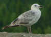 2cy argentatus in July. (70412 bytes)