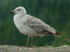 2cy argentatus in July, ringed in Finland. (71146 bytes)