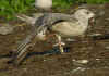 2cy argentatus in July, ringed in Finland. (81415 bytes)