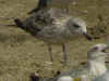 2cy argentatus in July, ringed in Finland. (66721 bytes)