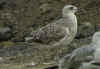 2cy argentatus in July, ringed in Sweden. (73304 bytes)