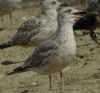 2cy argentatus in July, ringed in Finland. (77057 bytes)