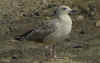 2cy argentatus in July, ringed in Finland. (73199 bytes)
