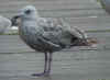 2cy argenteus in July, ringed in the Netherlands. (103953 bytes)