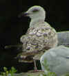2cy argentatus in July, ringed in Sweden. (74699 bytes)