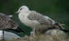 2cy argentatus in August. (61979 bytes)