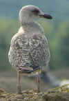 2cy argentatus in August, ringed in Finland. (55072 bytes)