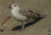 2cy argentatus in August, ringed in Poland. (61644 bytes)