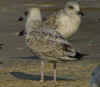 2cy argentatus in August, ringed in Belgium. (77765 bytes)