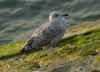 2cy argentatus in August, ringed in Belgium. (90675 bytes)