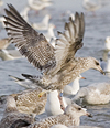 2cy argenteus in November, ringed in the Netherlands. (65412 bytes)