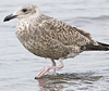 1cy argenteus in November, ringed in Belgium. (25637 bytes)