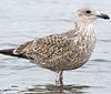 1cy argenteus in November, ringed in Belgium. (25637 bytes)