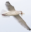 1cy argenteus in November, ringed in Belgium. (25637 bytes)