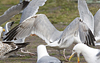 2cy argentatus in Jan-Febr, ringed in Russia.