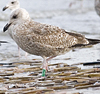 2cy argenteus in November, ringed in the Netherlands. (65412 bytes)