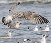 2cy argenteus in November, ringed in the Netherlands. (65412 bytes)
