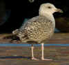 2cy argenteus in November, ringed in the Netherlands. (65412 bytes)
