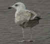 2cy argenteus in September, ringed in the Netherlands. (98248 bytes)
