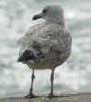 2cy argentatus in September, ringed in Norway. (61679 bytes)