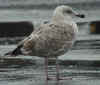2cy argenteus in September, ringed in Belgium. (78282 bytes)