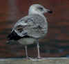2cy argenteus in September, ringed in the Netherlands. (67079 bytes)