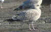 2cy argenteus in October, ringed in Belgium. (75409 bytes)