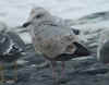 2cy argenteus in October, ringed in Belgium. (73914 bytes)