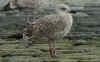 2cy argenteus in October, ringed in the Netherlands. (78696 bytes)