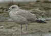 2cy argenteus in October, ringed in Belgium. (77732 bytes)