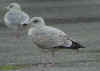 2cy argenteus in October, ringed in Belgium. (88842 bytes)
