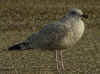 2cy argenteus in November, ringed in the Netherlands. (79873 bytes)