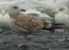 2cy argenteus in November, ringed in the Netherlands. (72257 bytes)