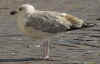 2cy argenteus in September, ringed in the Netherlands. (71456 bytes)