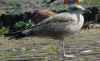2cy argenteus in September, ringed in the Netherlands. (76856 bytes)